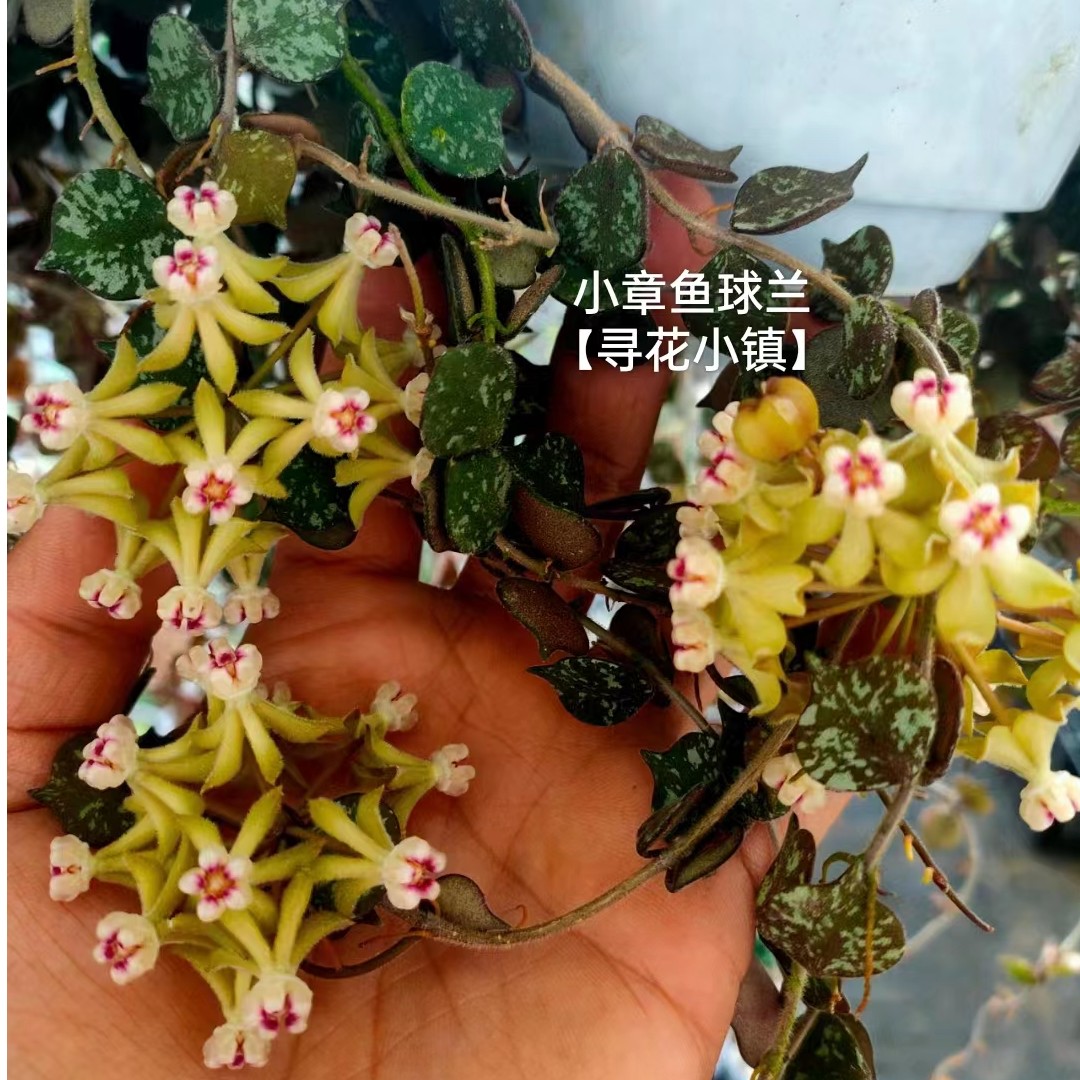 【小章鱼球兰】夏季美观开花爬藤办公室客厅栽培阳台花卉