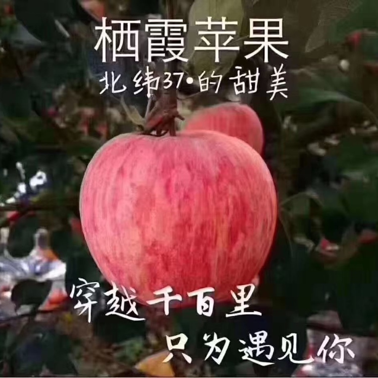 普通装#条纹栖霞红富士脆甜大果