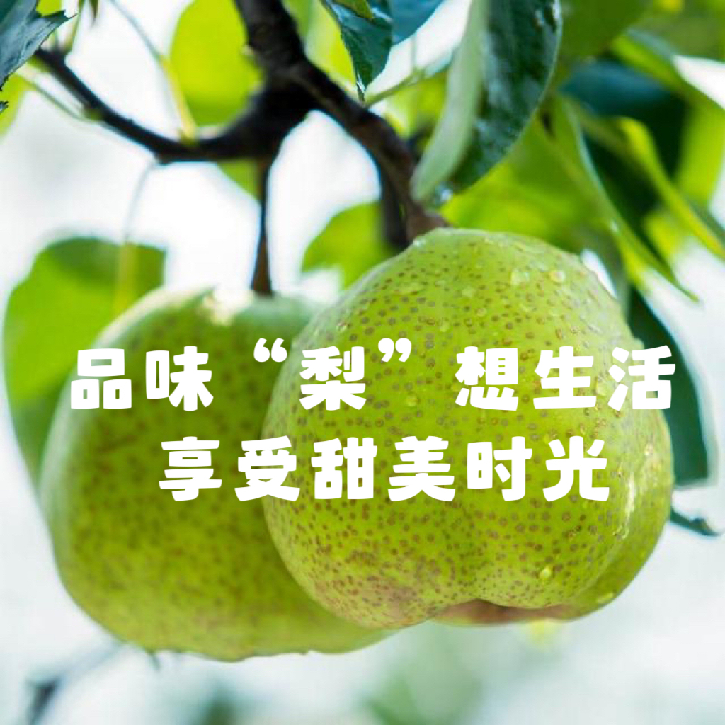 净重5斤装正宗莱阳梨芦儿港村原产地发货