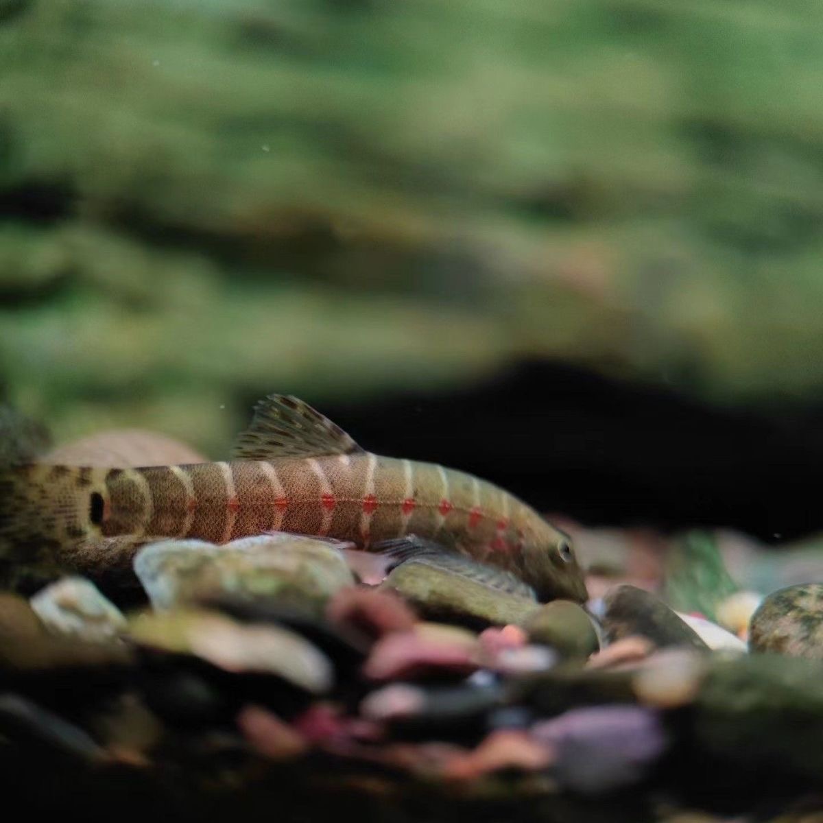 红钻吸鳅原生冷水观赏鱼清洁鱼缸除藻小缸淡水观赏鱼琵琶菩萨鱼