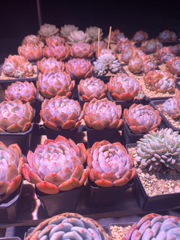 群生血橙老桩冰玉老桩蓝龙
