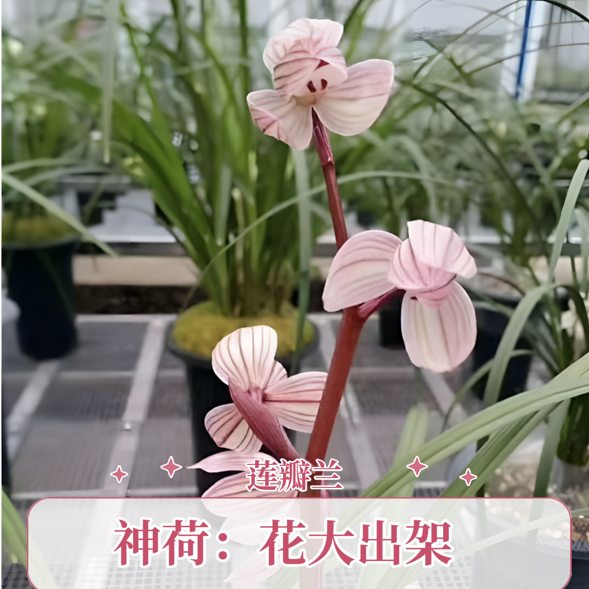 【莲瓣兰  】一物一拍2
