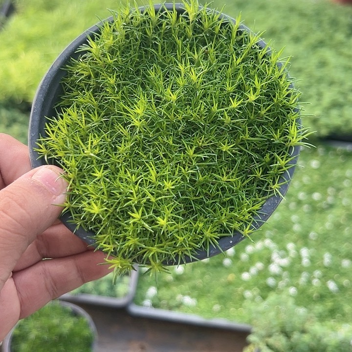 爱尔兰珍珠草一平