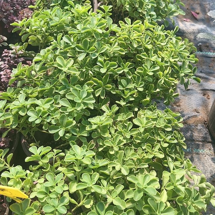 绿景天一平方30颗包邮