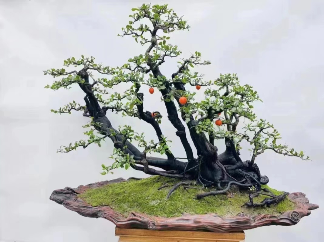 西山灌木金弹子盆景素材一物一拍