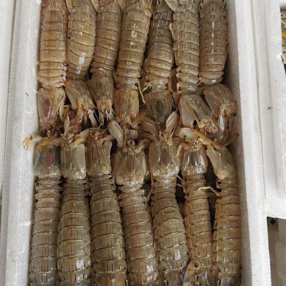 皮皮虾虾爬子五斤每箱鲜活冷冻皮皮虾濑尿虾琵琶虾海虾虾公母混装