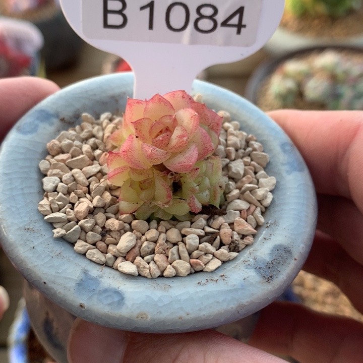 一物一拍 不含盆 B1084 麦秆 2.5cm