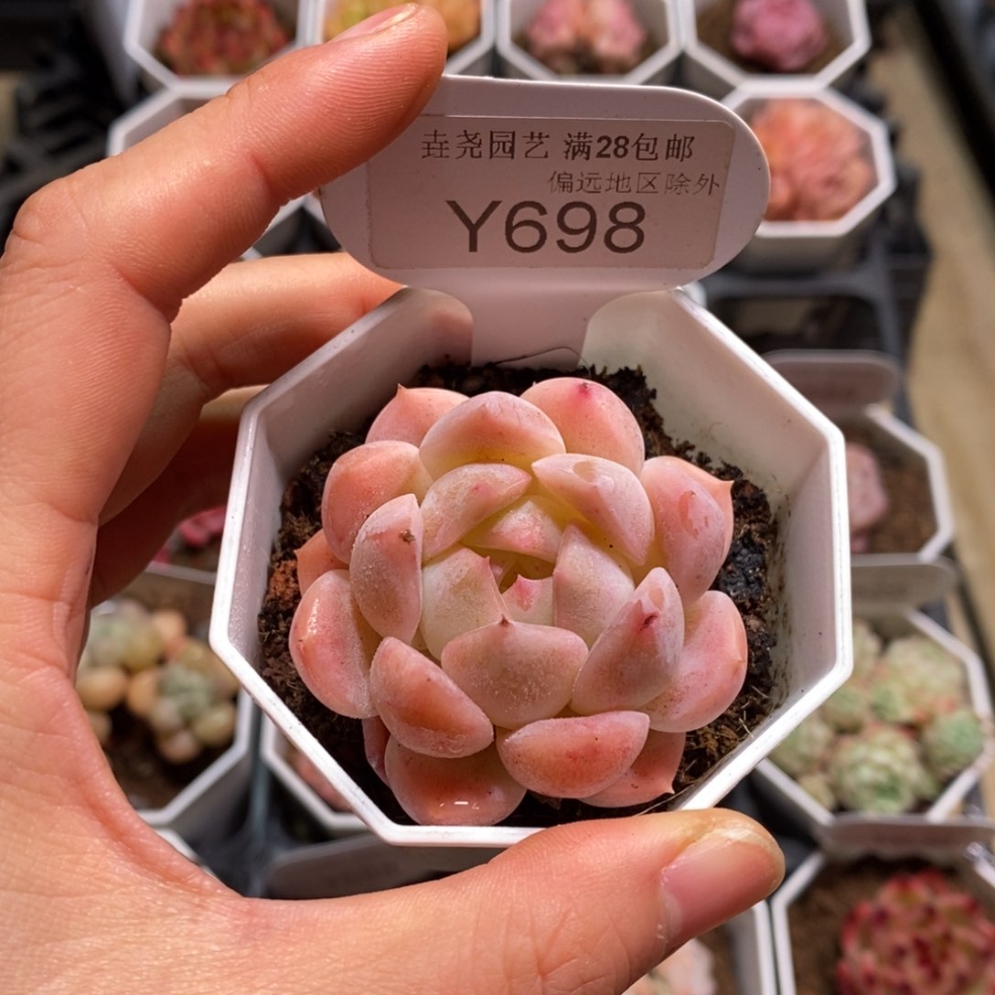 垚尧园艺698梦幻芭比 5CM