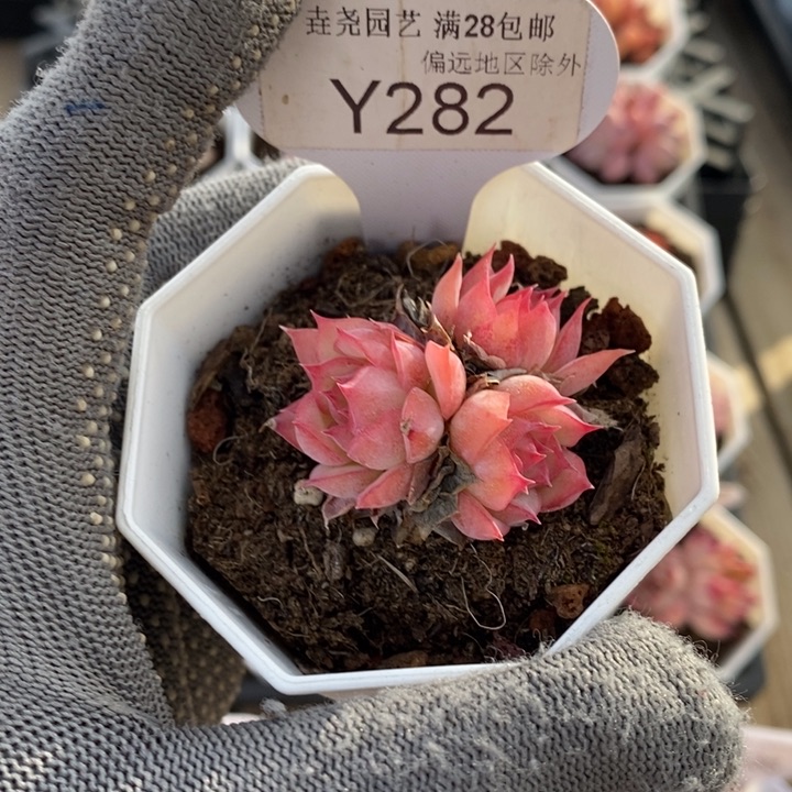 垚尧园艺282粉水晶 4CM