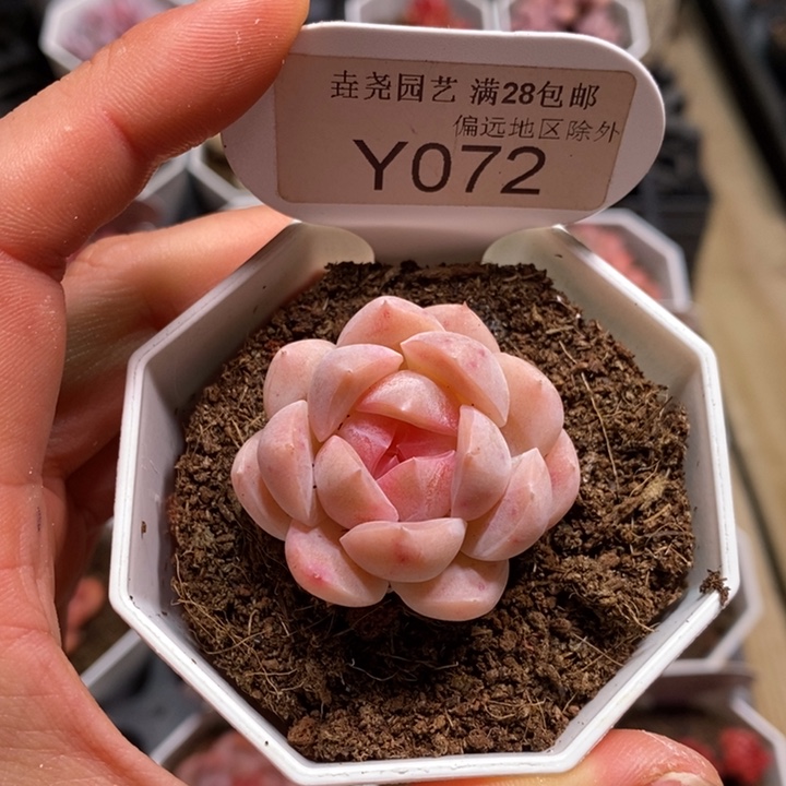 垚尧园艺072白桃汽水 4CM