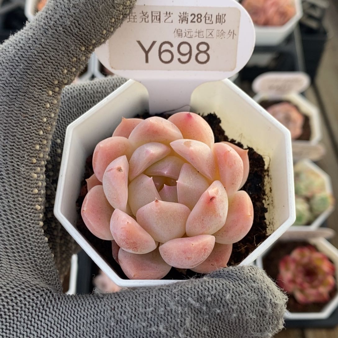 垚尧园艺698梦幻芭比 5CM