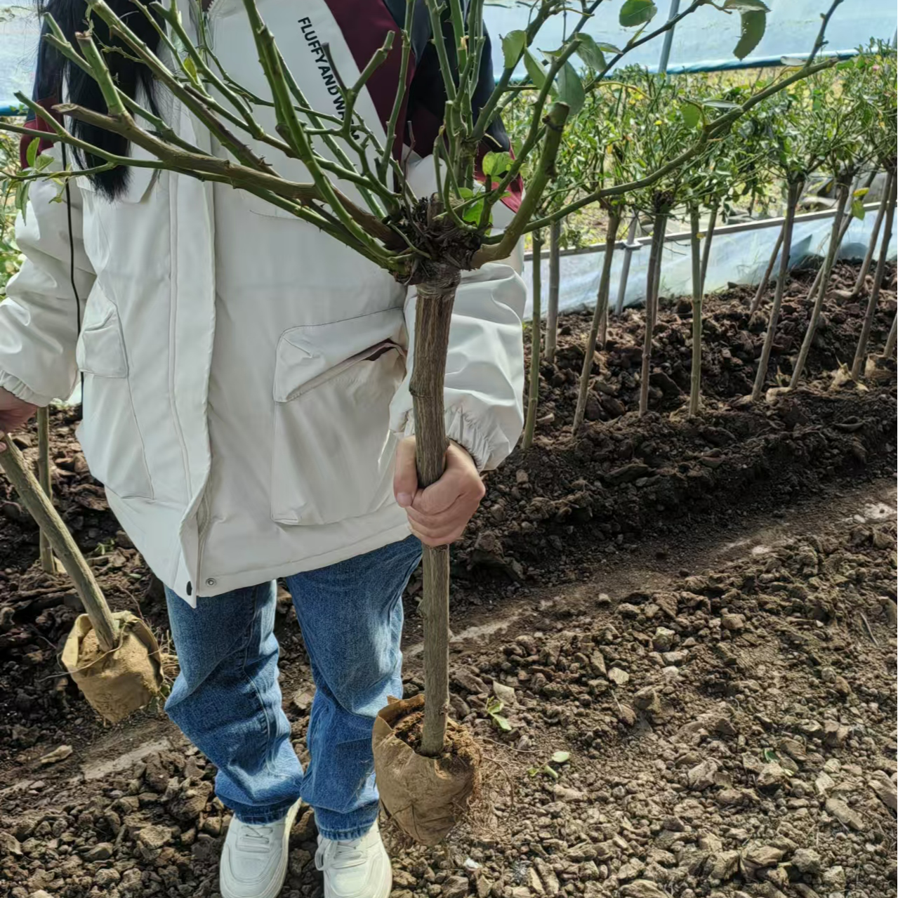 树桩月季棒棒糖大苗型【粗度2.5公分左右】