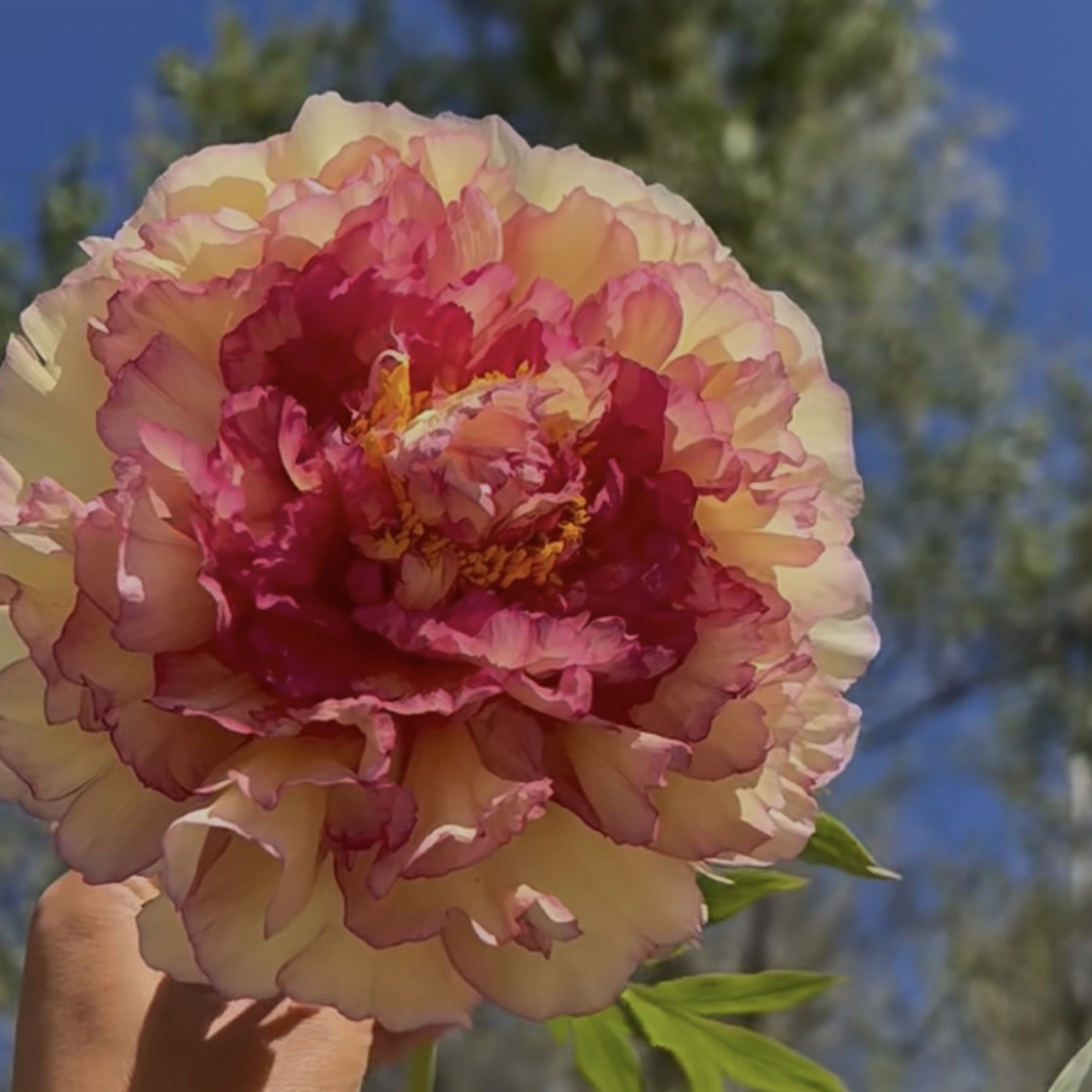 金阁洛阳观赏牡丹可盆栽可地栽