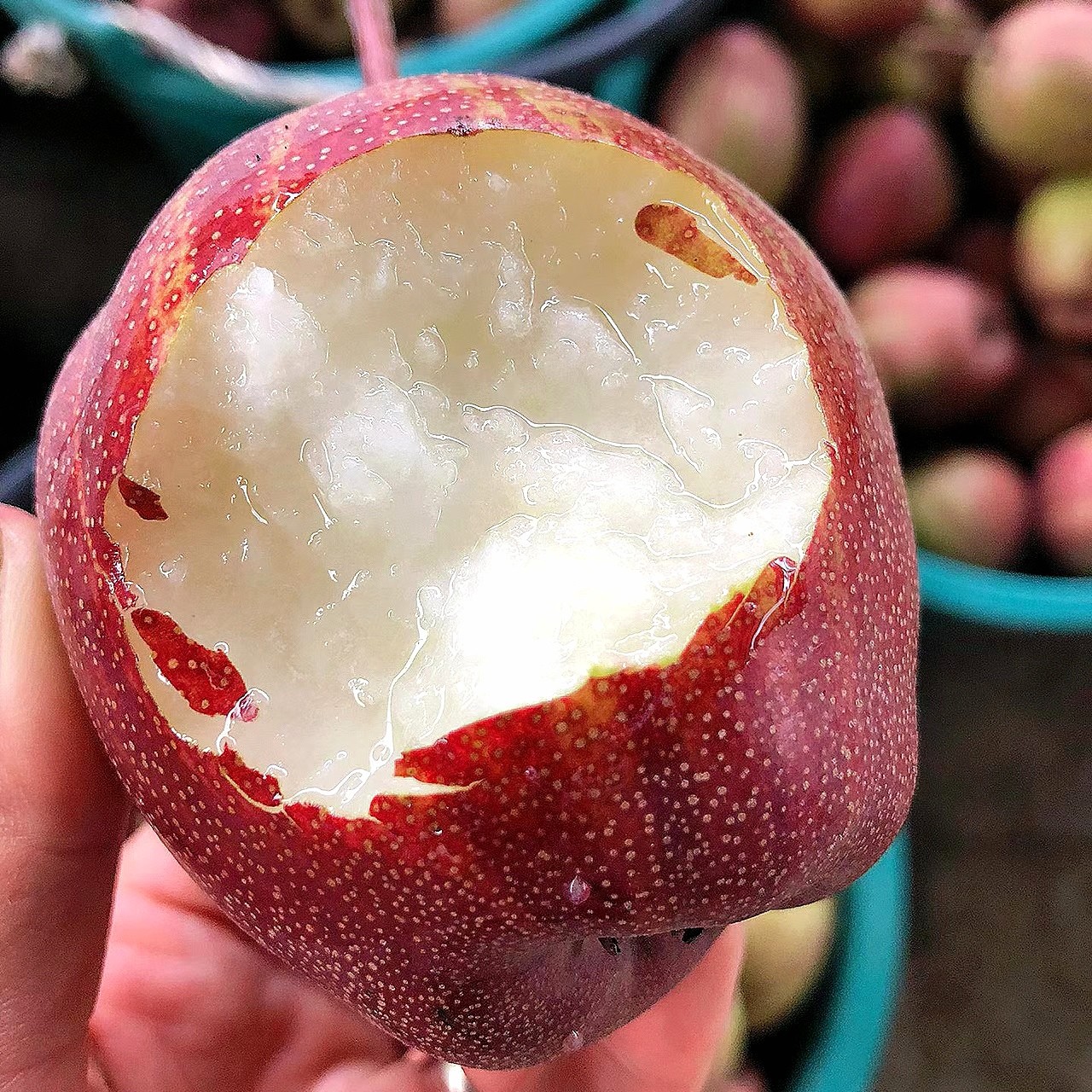 【稀有品种】陕西彩虹梨4.5斤 农家自种乌龙果 酥脆口感 坏果包赔