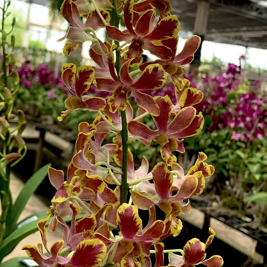 读月园香水味黄金泼墨秋石斛兰进口洋兰 拍前 先 看 规 则