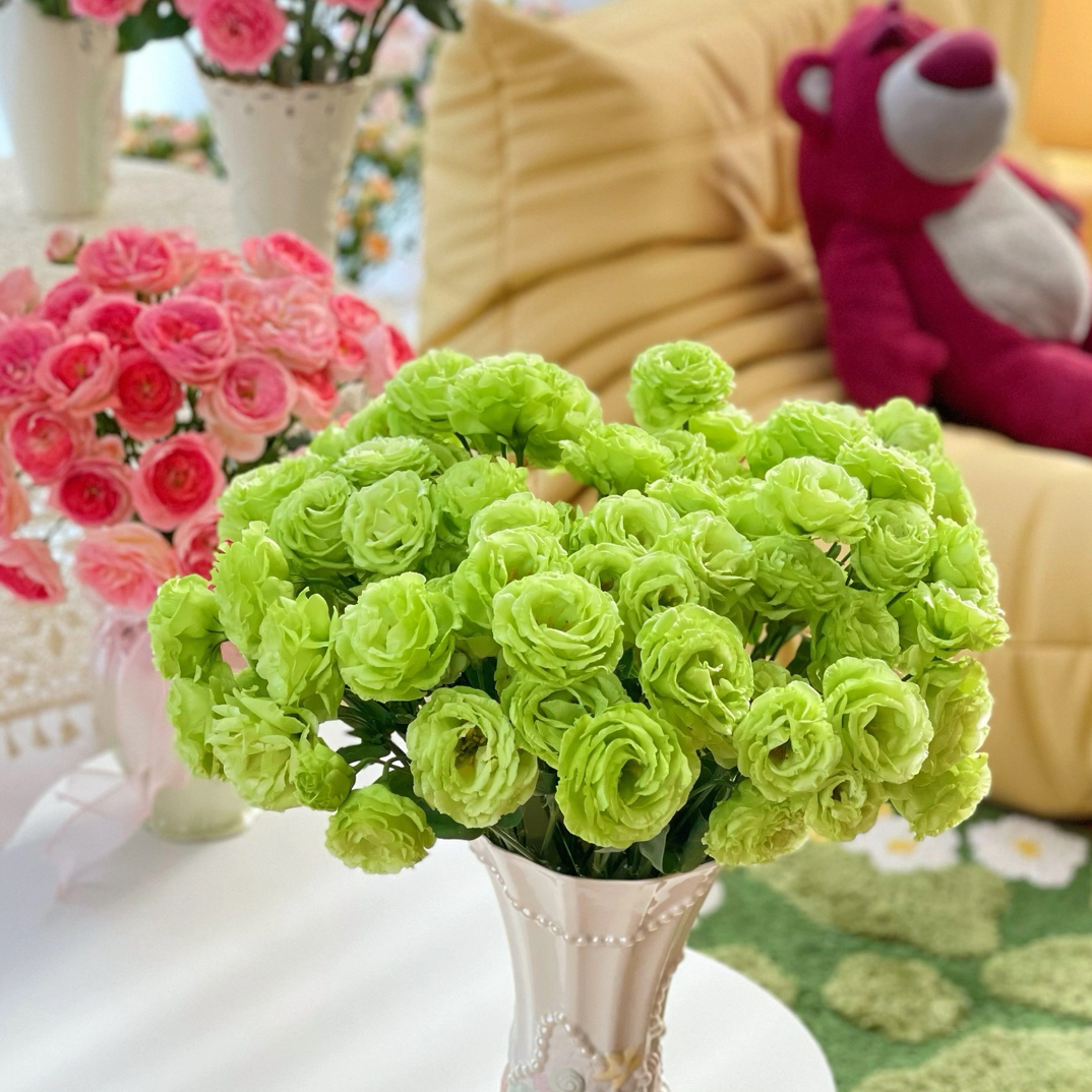 【绿色洋桔梗】应季鲜花基地直发顺丰办公室简单点缀鲜花优质