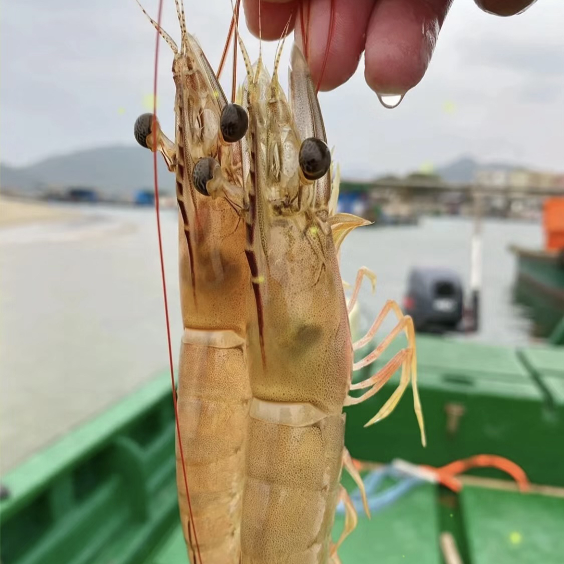   野生明虾，5斤，3斤，海虾对虾