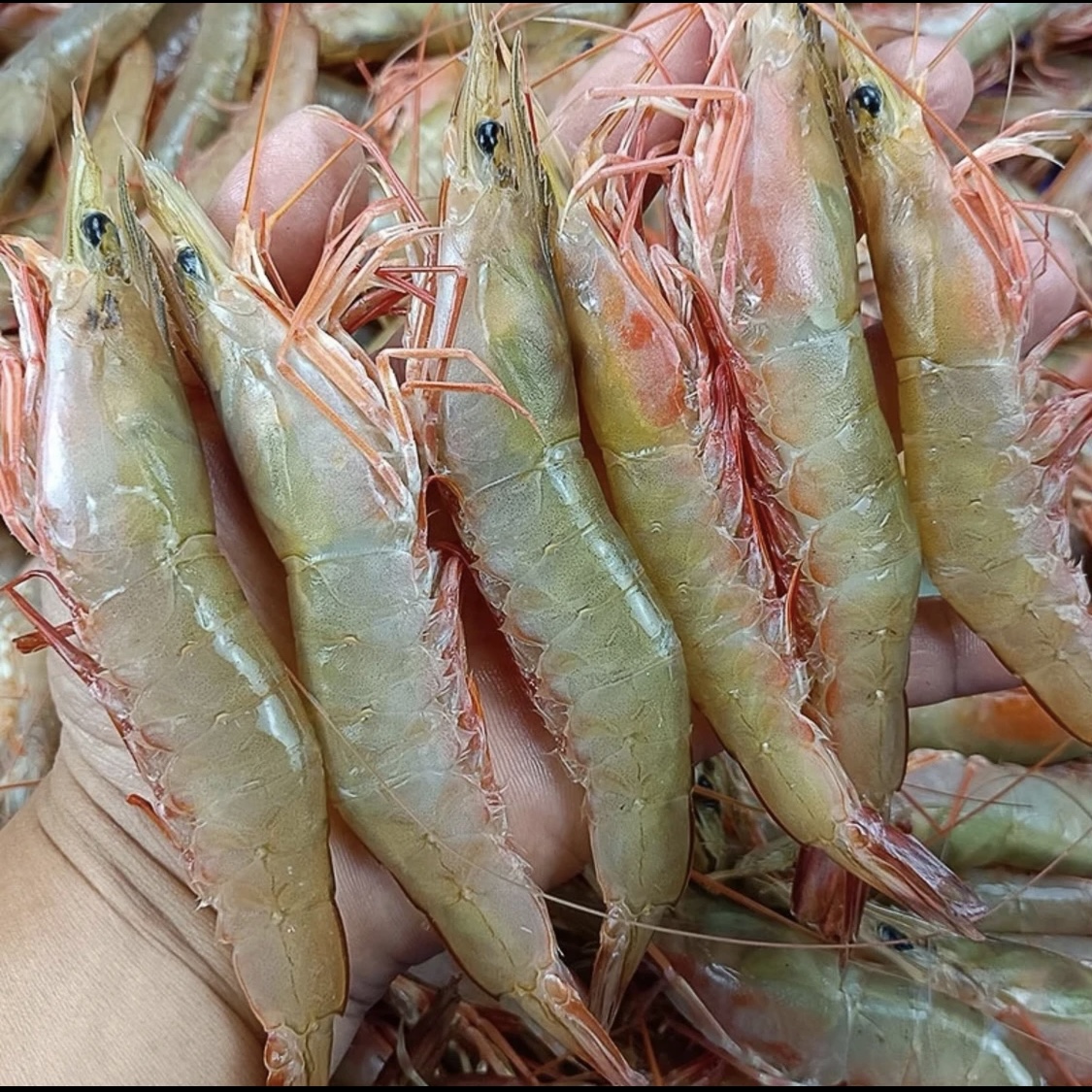 北海海捕新鲜麻虾 沙卢虾