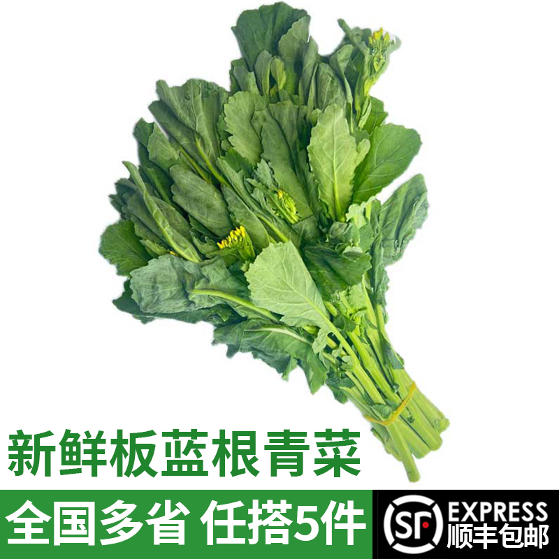 新鲜板蓝根青菜油菜苔 白灼盐水鲜脆清甜 全国多省满5件顺丰包邮
