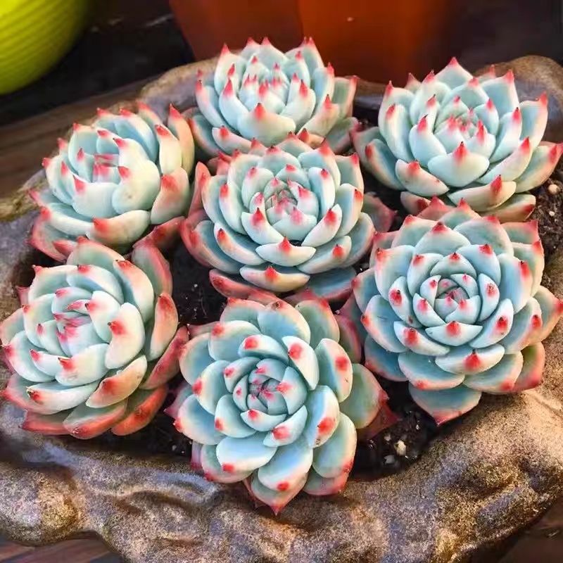 1号链接精品多肉植物《满28包邮》