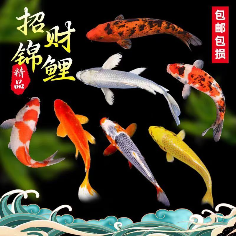 招财锦鲤黑金锦鲤白金锦鲤黄金锦鲤红色冷水草金