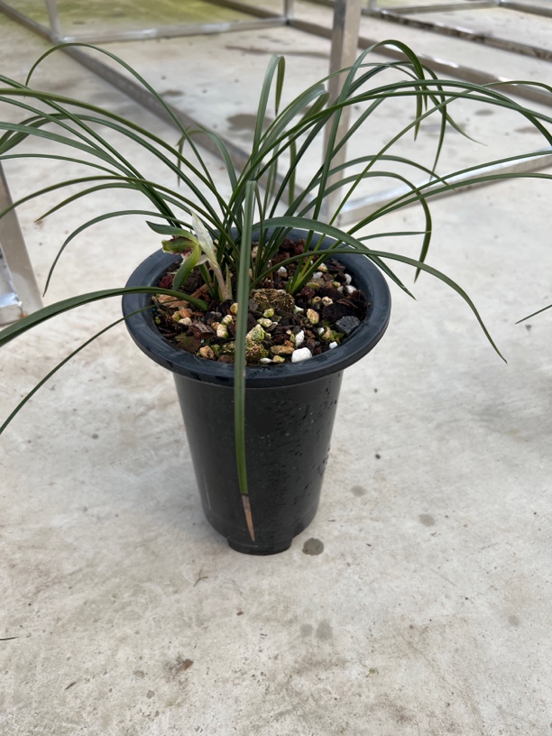 春兰蕙兰花草艺草专卖