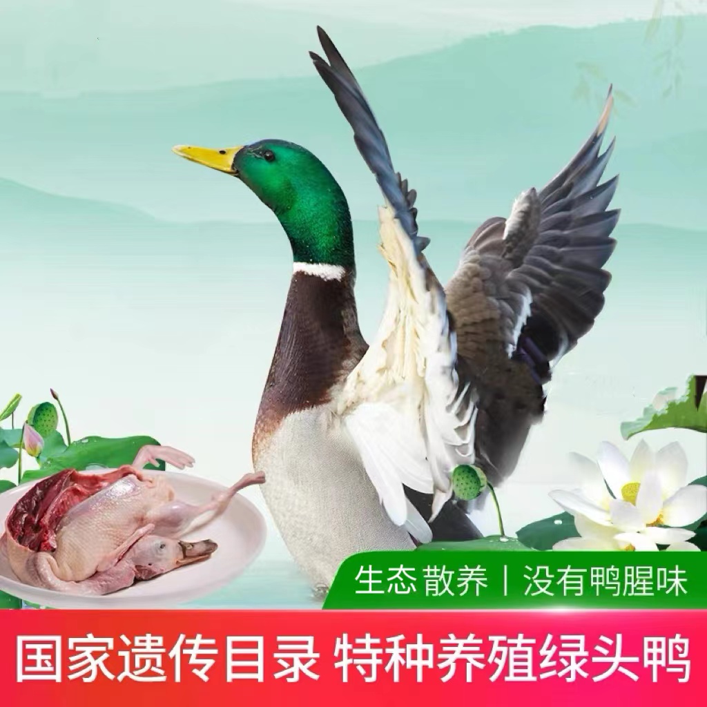 绿头飞鸭两只4斤左右现杀青头鸭肉质鲜嫩鲜美美味