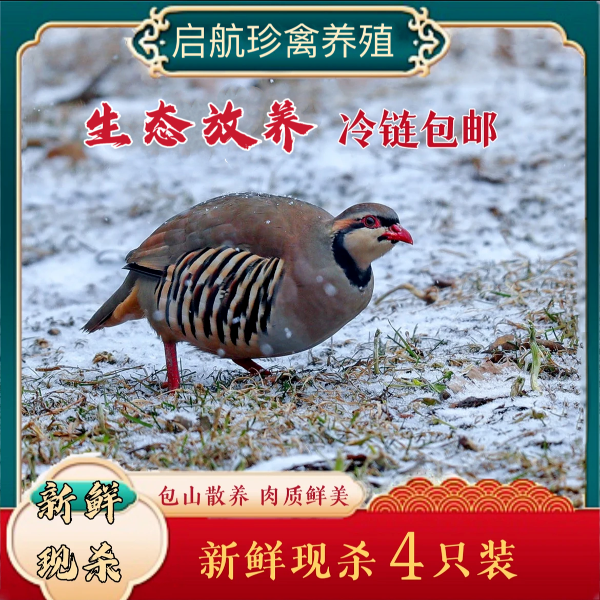 东北散养现宰现杀小飞树上鸡龙鸪生态放养四只肉质新鲜煲汤美味