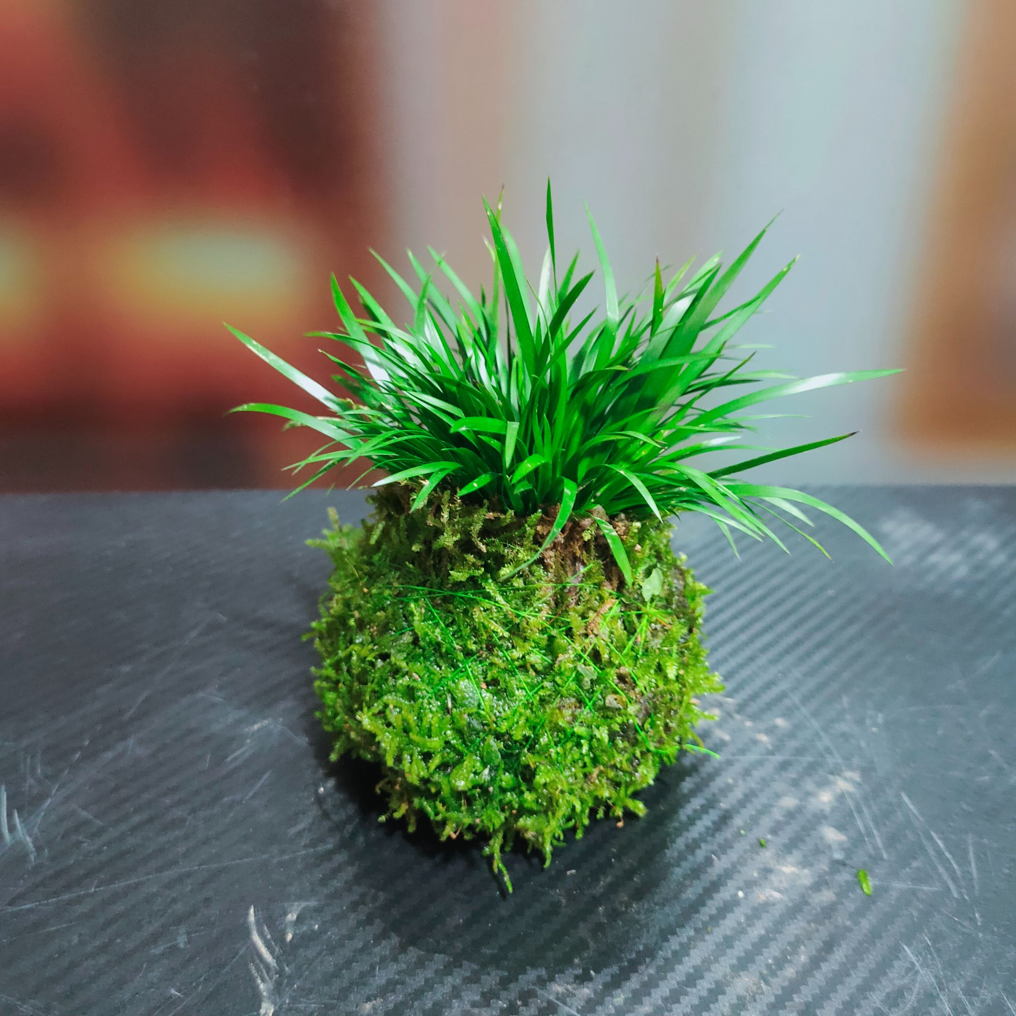菖蒲五福/金钱/虎须/胧月/黄金姬/金凤凰