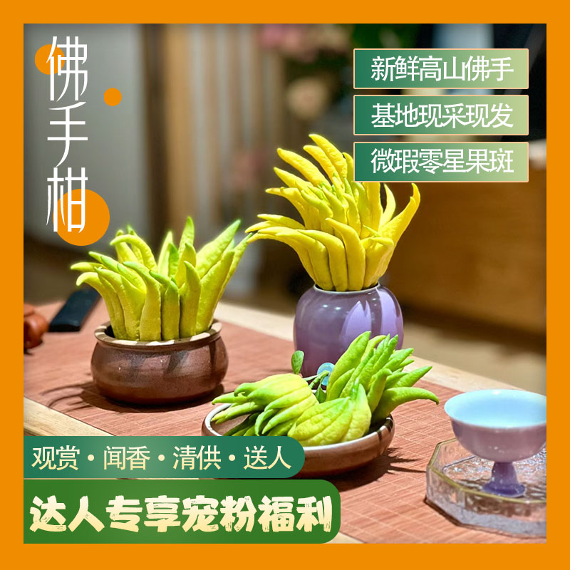 【VIP不排队】精品佛手柑天然香薰 观果植物 云南冷链直发
