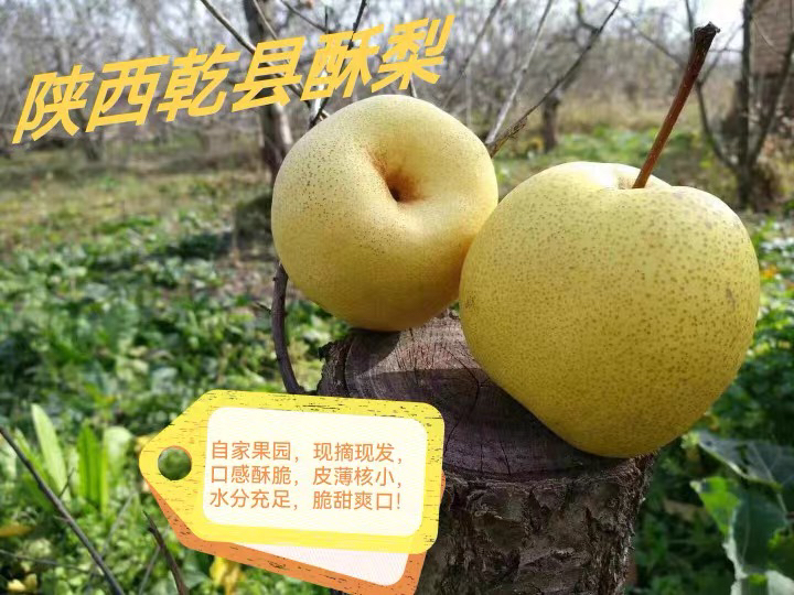 陕西乾县酥梨拍8斤送2斤包邮，皮薄汁多特别甜