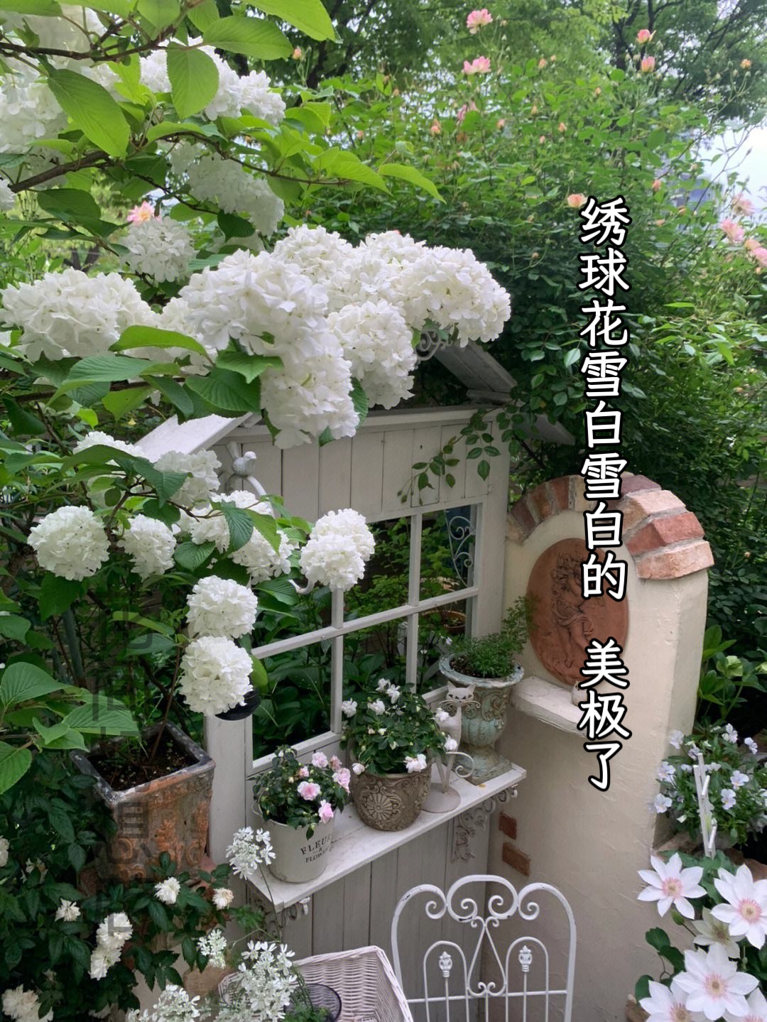 木本麻叶绣球花树苗老桩绣球树庭院花园四季风景树室外耐寒植物
