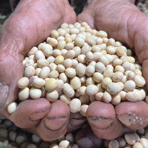 小黄豆福建农村自种老品种优质土黄豆3斤冷藏保存