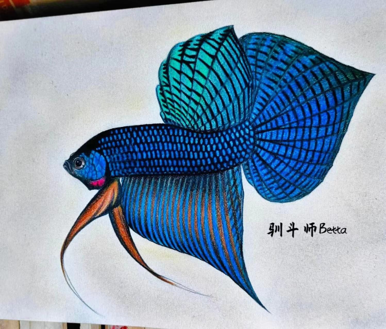 S泰国斗鱼原生斗鱼野生斗鱼杂交改良提纯斗鱼活体