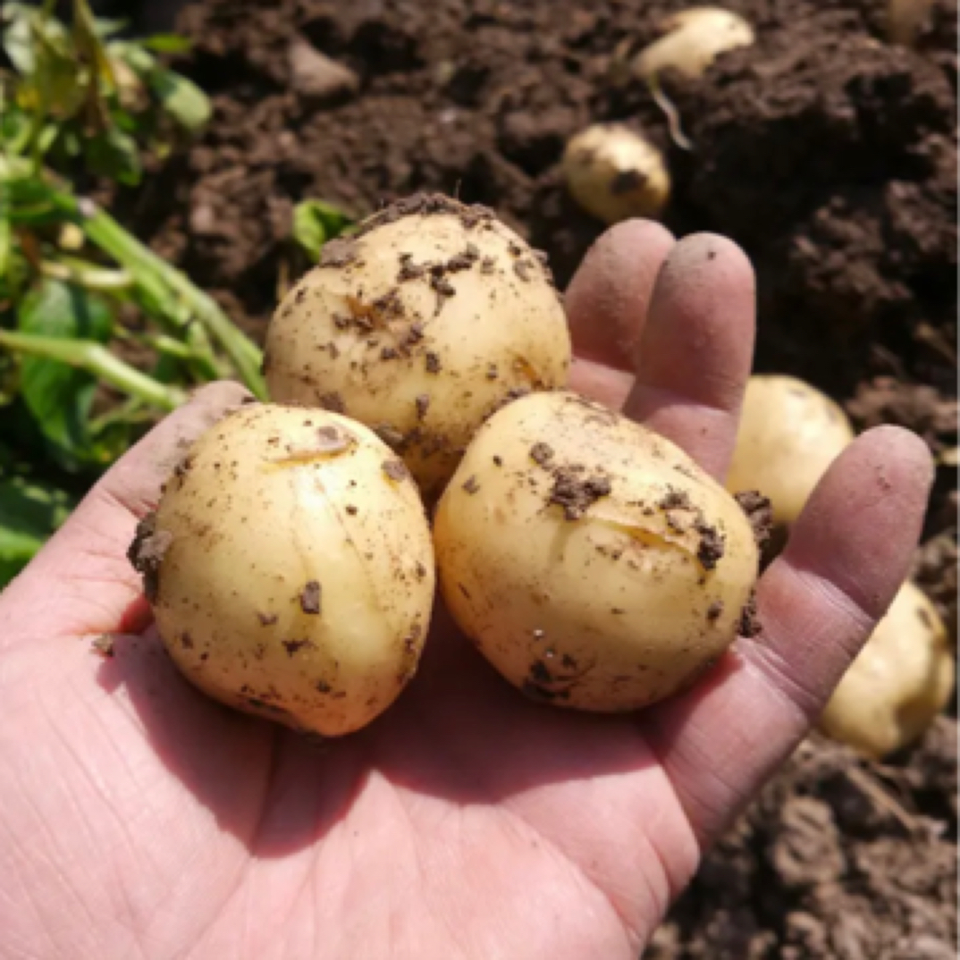 小洋芋湖北天门农家自种新鲜土豆现挖现发马铃薯5斤3斤