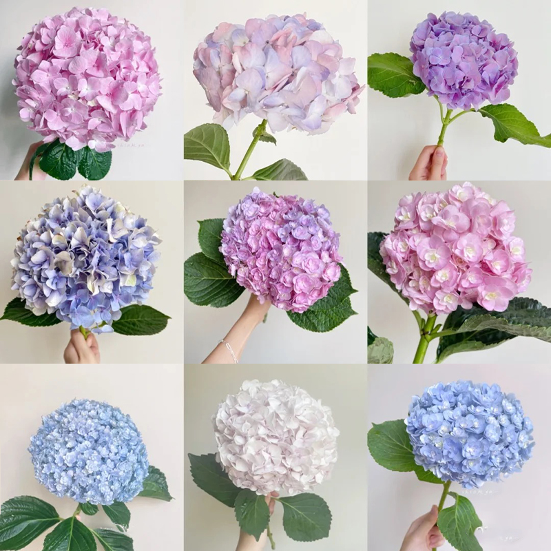 无尽夏绣球花鲜花云南直发八仙花紫阳花水培插花重瓣绣球绣球花