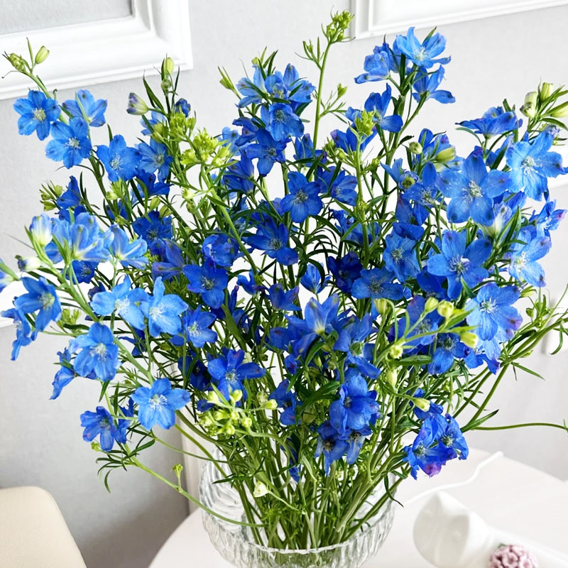 小花飞燕草鲜花云南直发家用水培绿植插花配花鸽子花小飞燕鲜切花