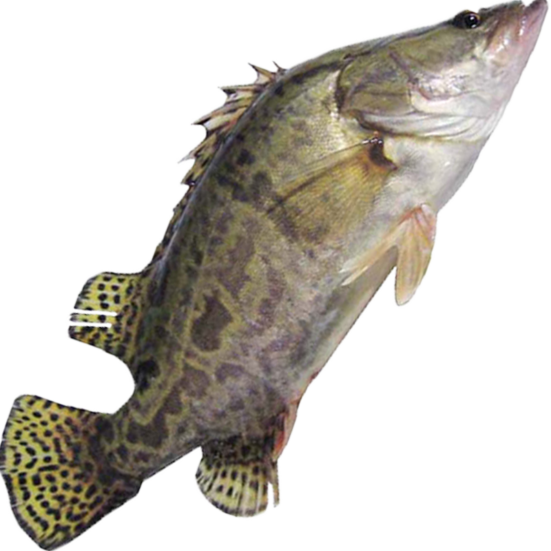 现杀鲜活桂花鱼约700g（杀前重量）