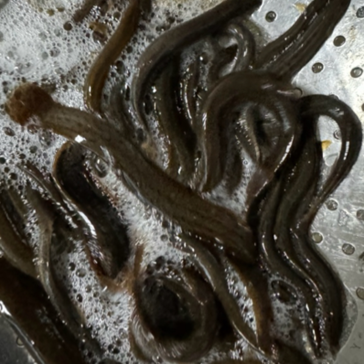 东北野生泥鳅鱼（保鲜不保活）四斤