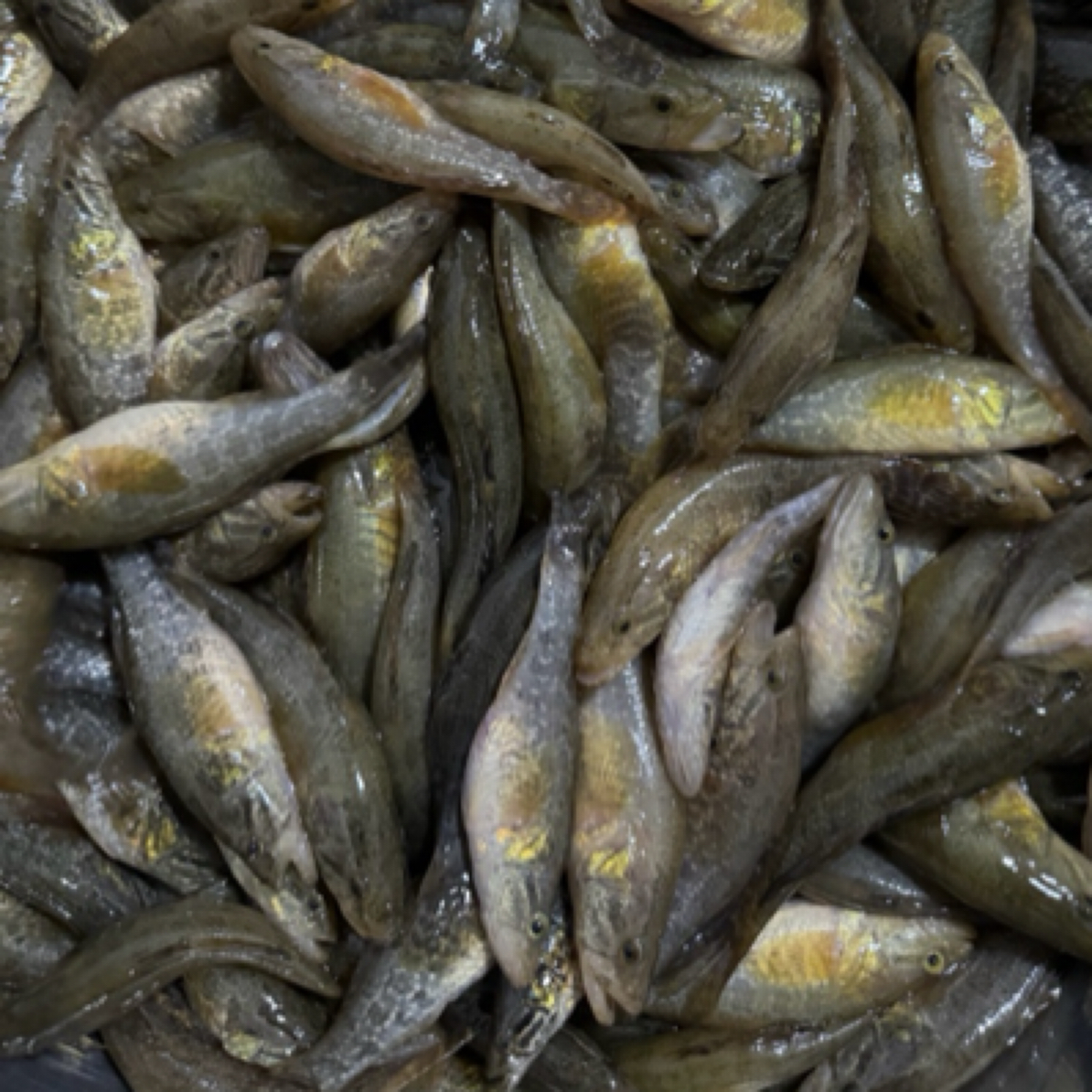 野生小老头鱼四斤活鱼速冻发货