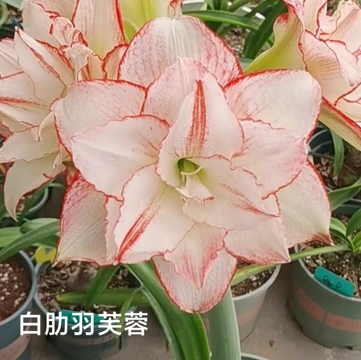 丘南朱顶红基地，羽芙蓉（5➕cm，6➕cm）带盆带土