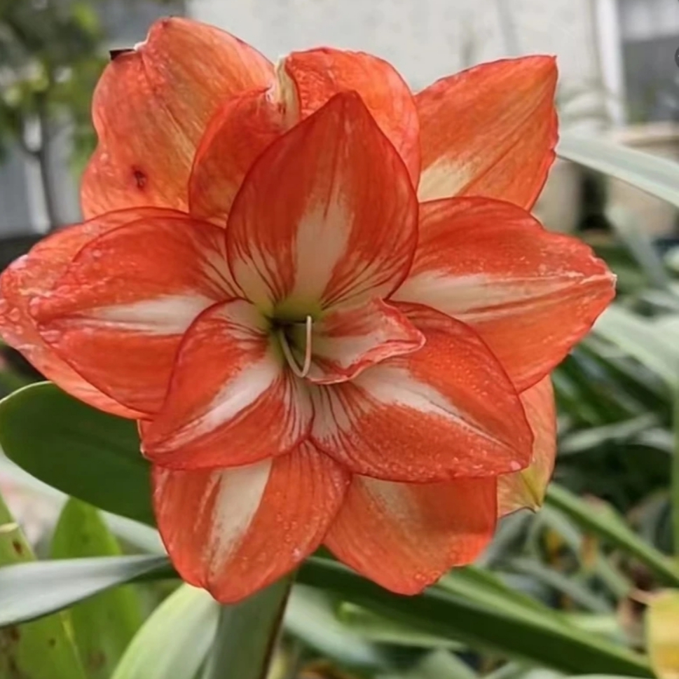 丘南朱顶红基地，秋（5cm➕）地栽自然球