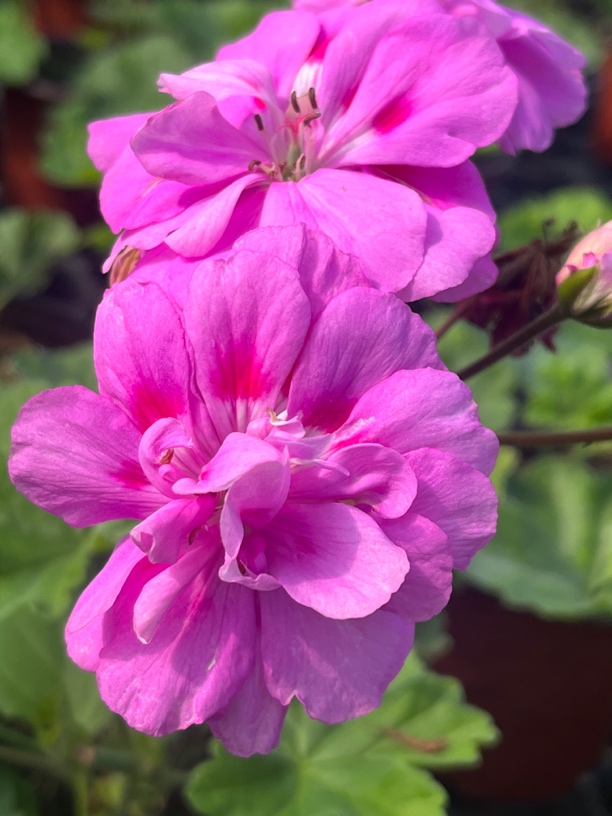 丁香雾 直立天竺葵