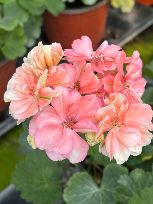 天赋 直立天竺葵