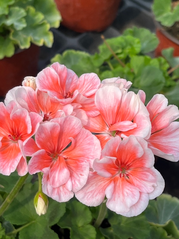 皇后 直立天竺葵