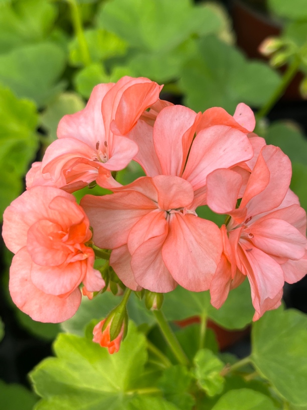 再见梦想 直立天竺葵