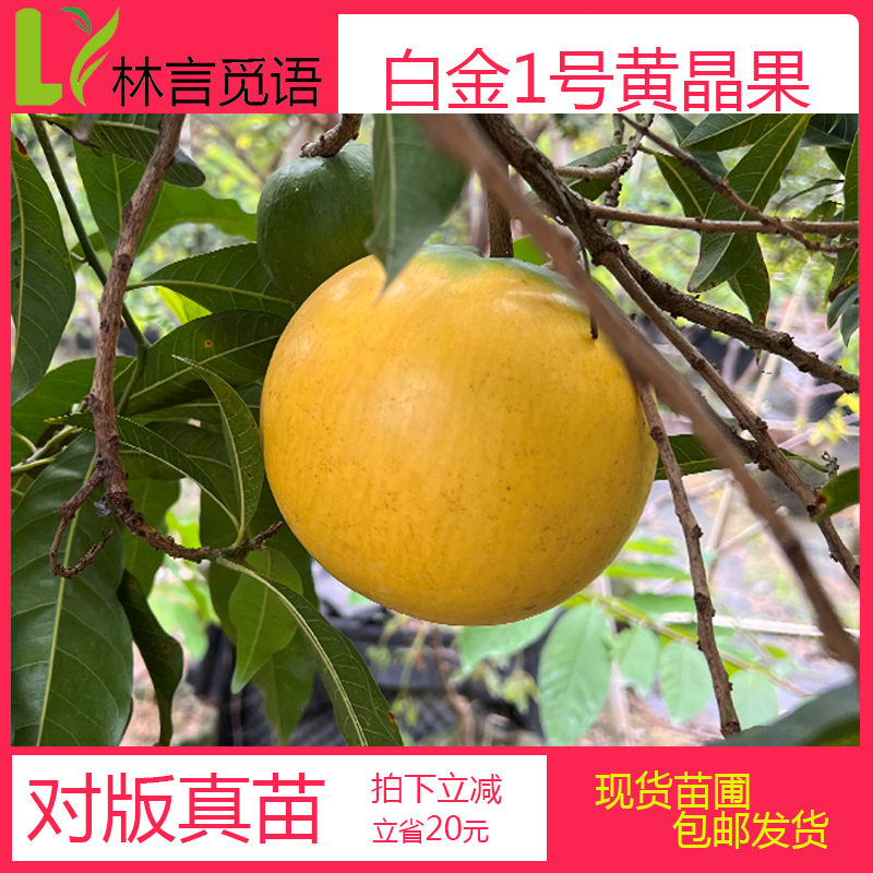 黄宝石黄晶果嫁接苗丰产大果超甜品种黄晶果嫁接苗