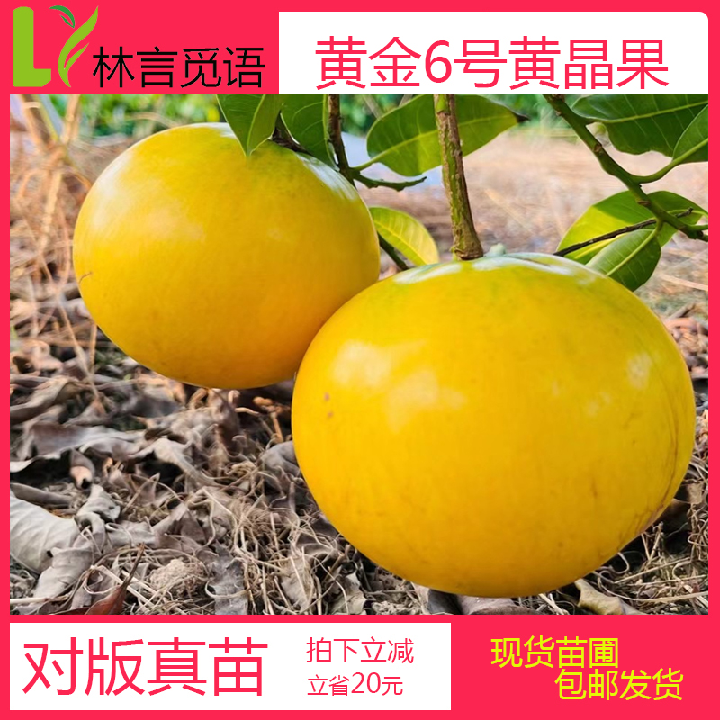 浩克黄晶果嫁接苗耐寒品种黄晶果嫁接苗