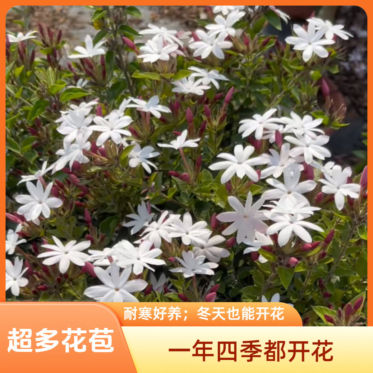粉苞香水茉莉耐寒盆栽越南笔尖反季开花带香味好养护庭院茉莉花卉