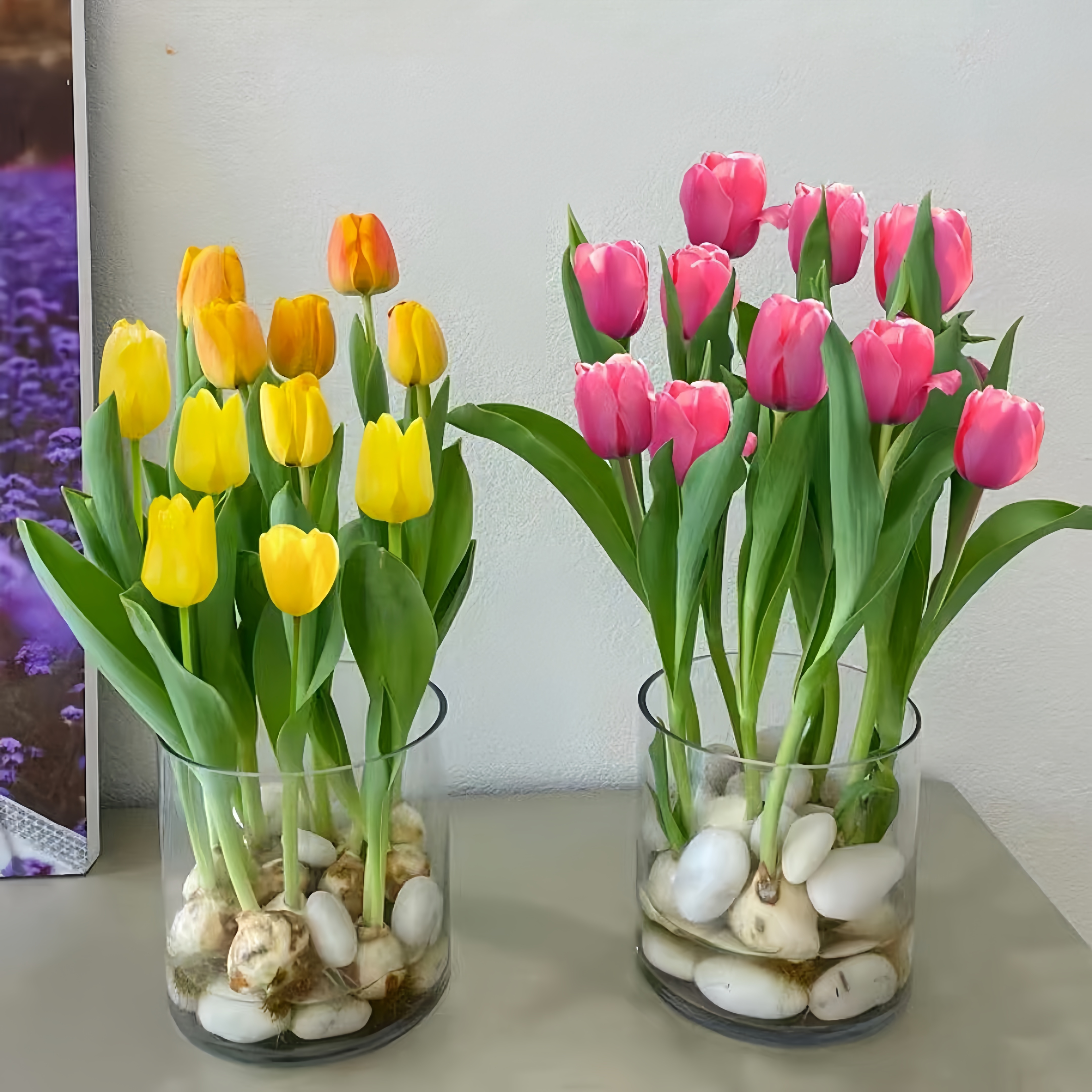重瓣郁金香种球原生水培植物懒人郁金香种子水培新手种植荷兰进口